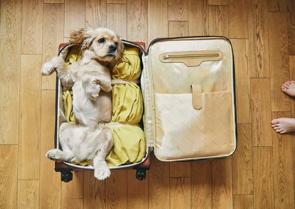 Viajar com pet para Itália